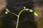 Kidneyleaf rosinweed